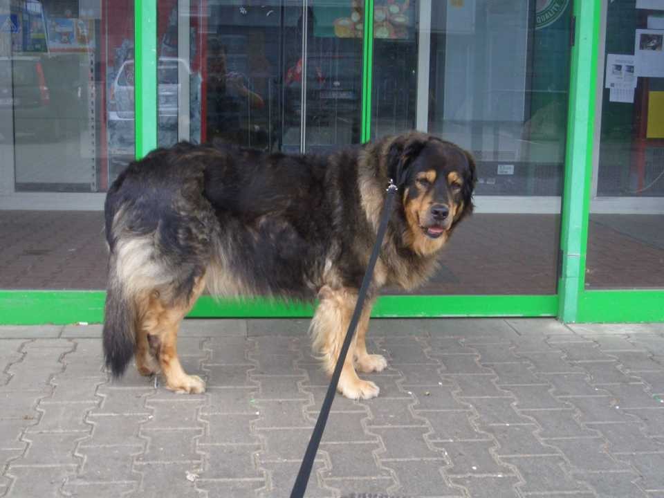 Lotte, Hund, Rösrath, einkaufen Land Markt