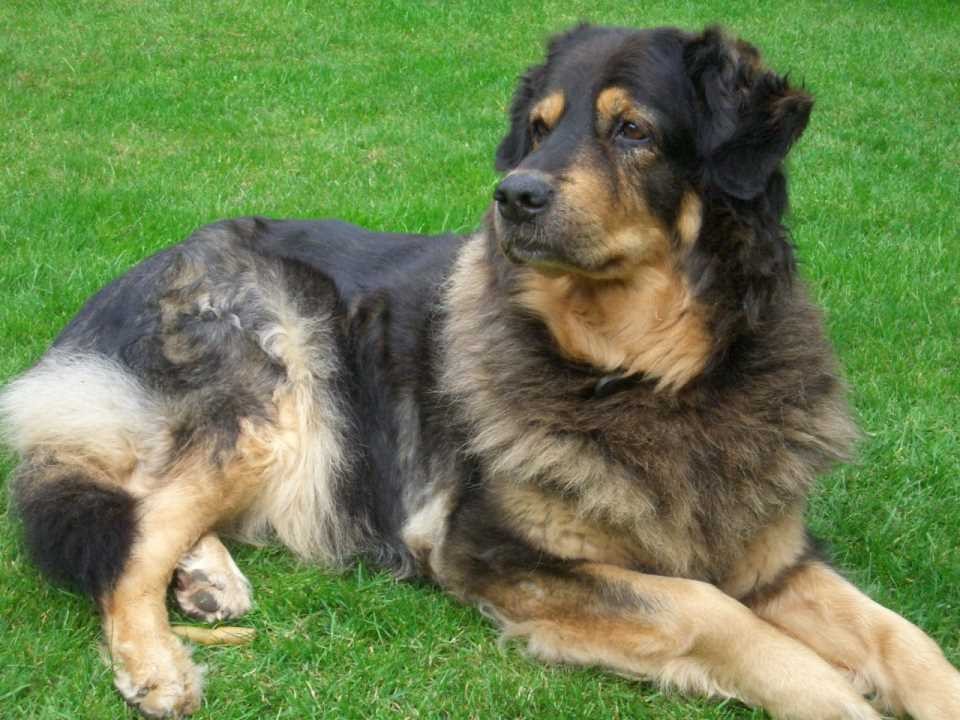 Lotte, Hund, Rösrath, 12 Jahre, Geburtstag