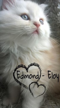 J.Ch. Edmond - Eloy of silver - white Highlands.
