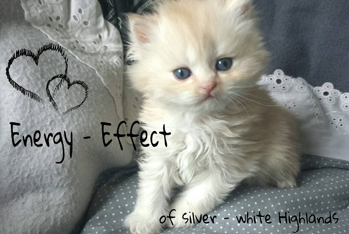 Energy - Effect of silver - white Highlands.