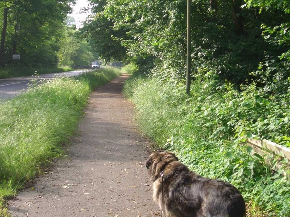 Lotte, Hund, Rösrath, Sülztals Straße, Radweg