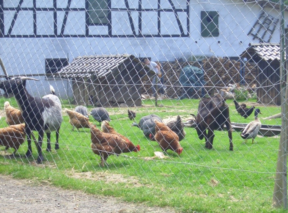 Lotte, Hund, Rösrath, Gammesbacher Mühle, Zoo