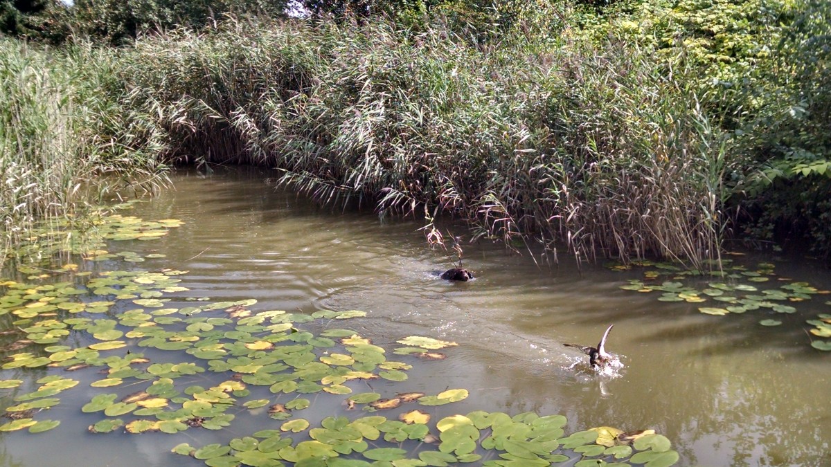 Sina jagt die Ente auf unserem Teich 9/2014