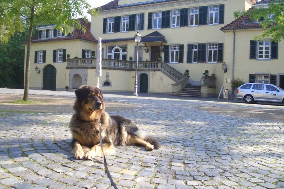 Lotte, Hund, Rösrath, Schloss Eulenbroich