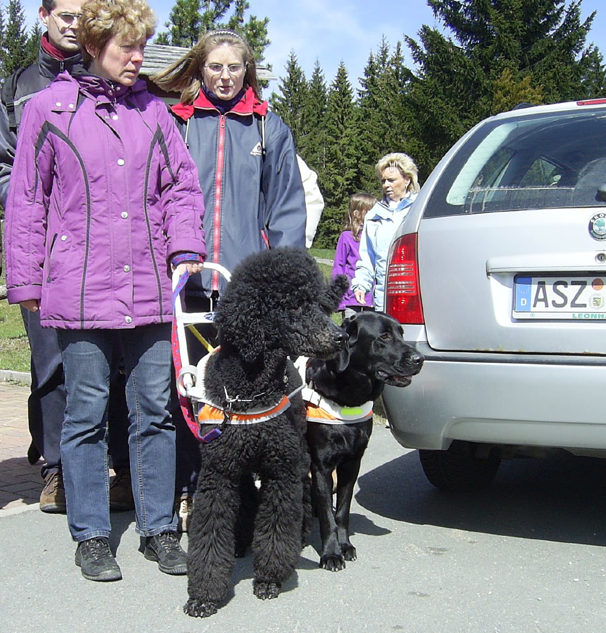 Blindenführhund - Ausbildung für Hunde - Nürnberg