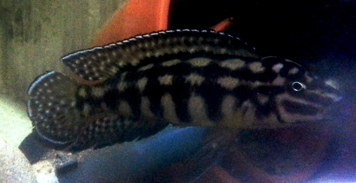 Julidochromis marlieri "magara" Mann