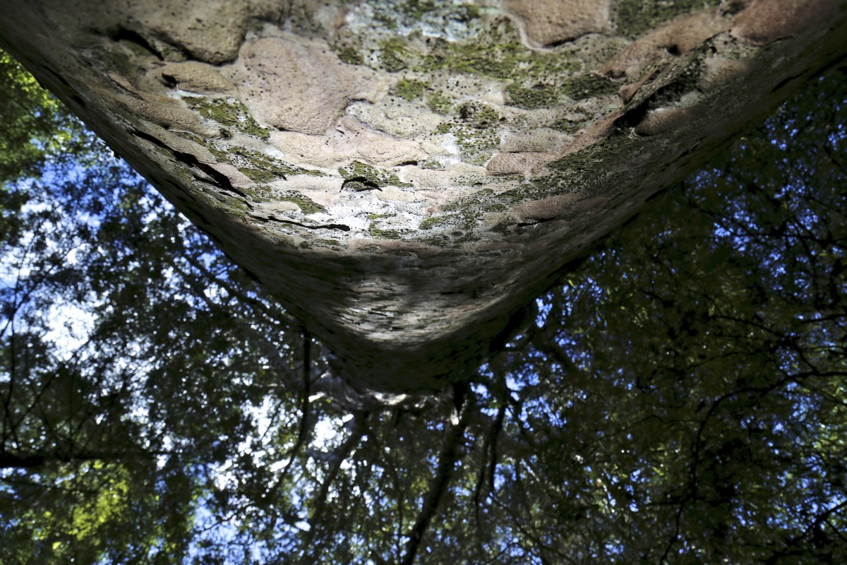 kauri tree / Foto: Andreas Bechler