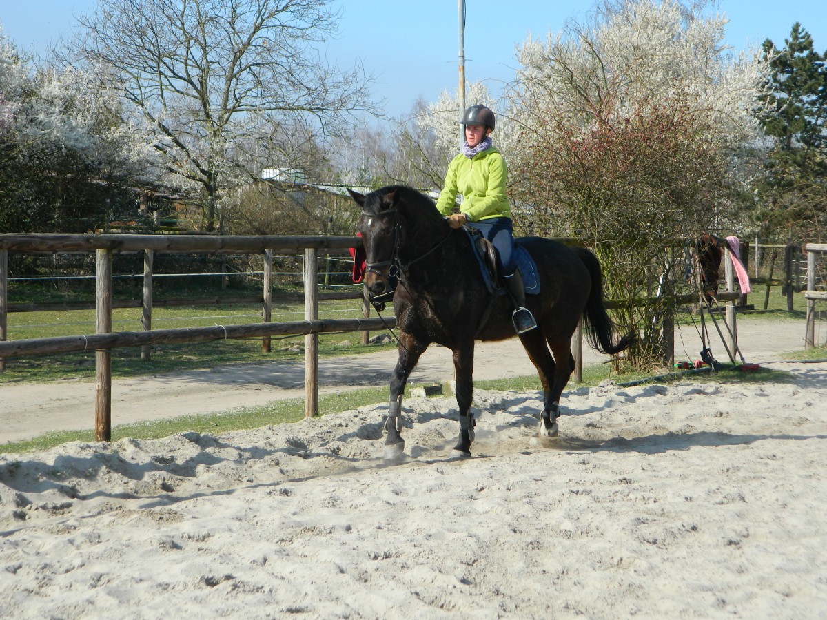 EQUICANIS Pferd &amp; Hund tierisch fit in Haßloch Reitunterricht
