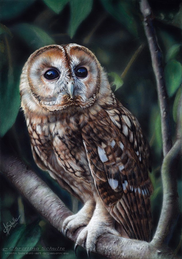 Wildlife watercolor Owl painting