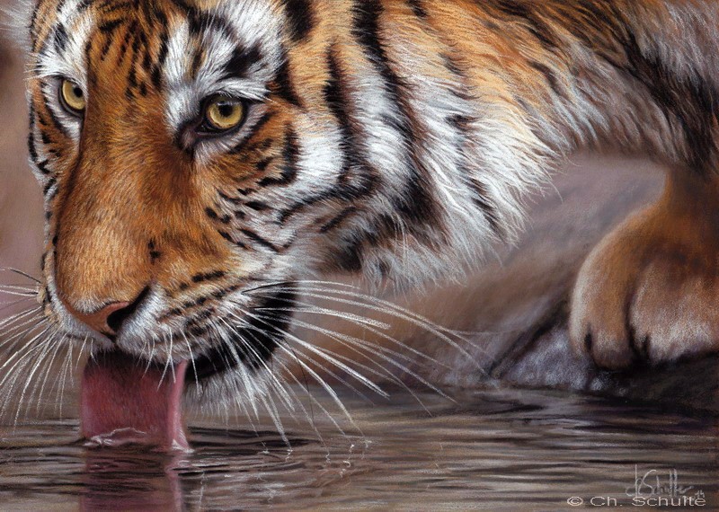 pastel wildlife art Tiger