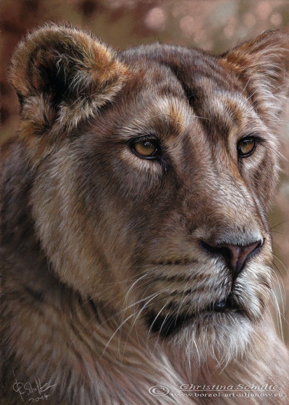 Wildlife portrait Lioness