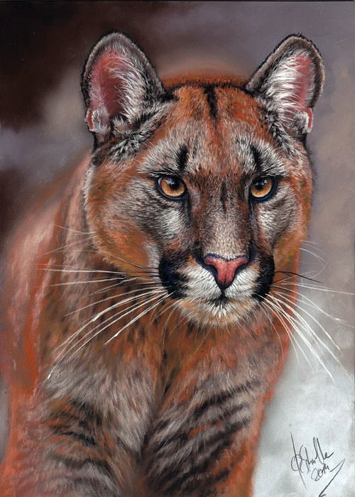 Wildlife art cougar