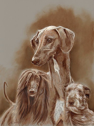 Windhund zeichnung