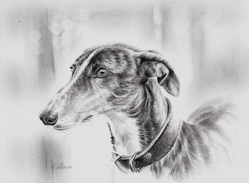 pencil drawing Sighthound