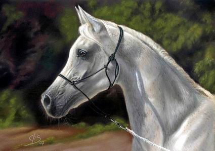 Arabian Horse painting