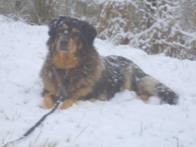 Lotte, Hund, Rösrath, Schnee, Winter