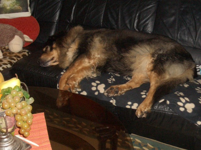 Lotte, Hund, Rösrath, Couch, müde