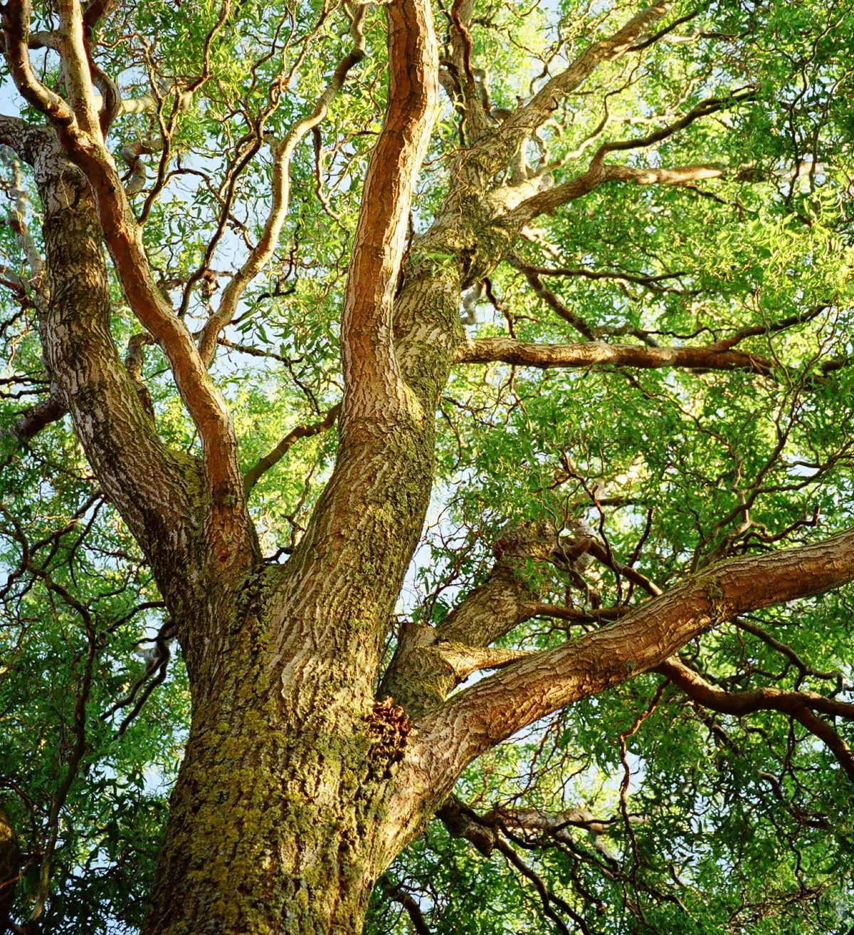 Baum: Trollweide; Insel Fünen, Dänemark