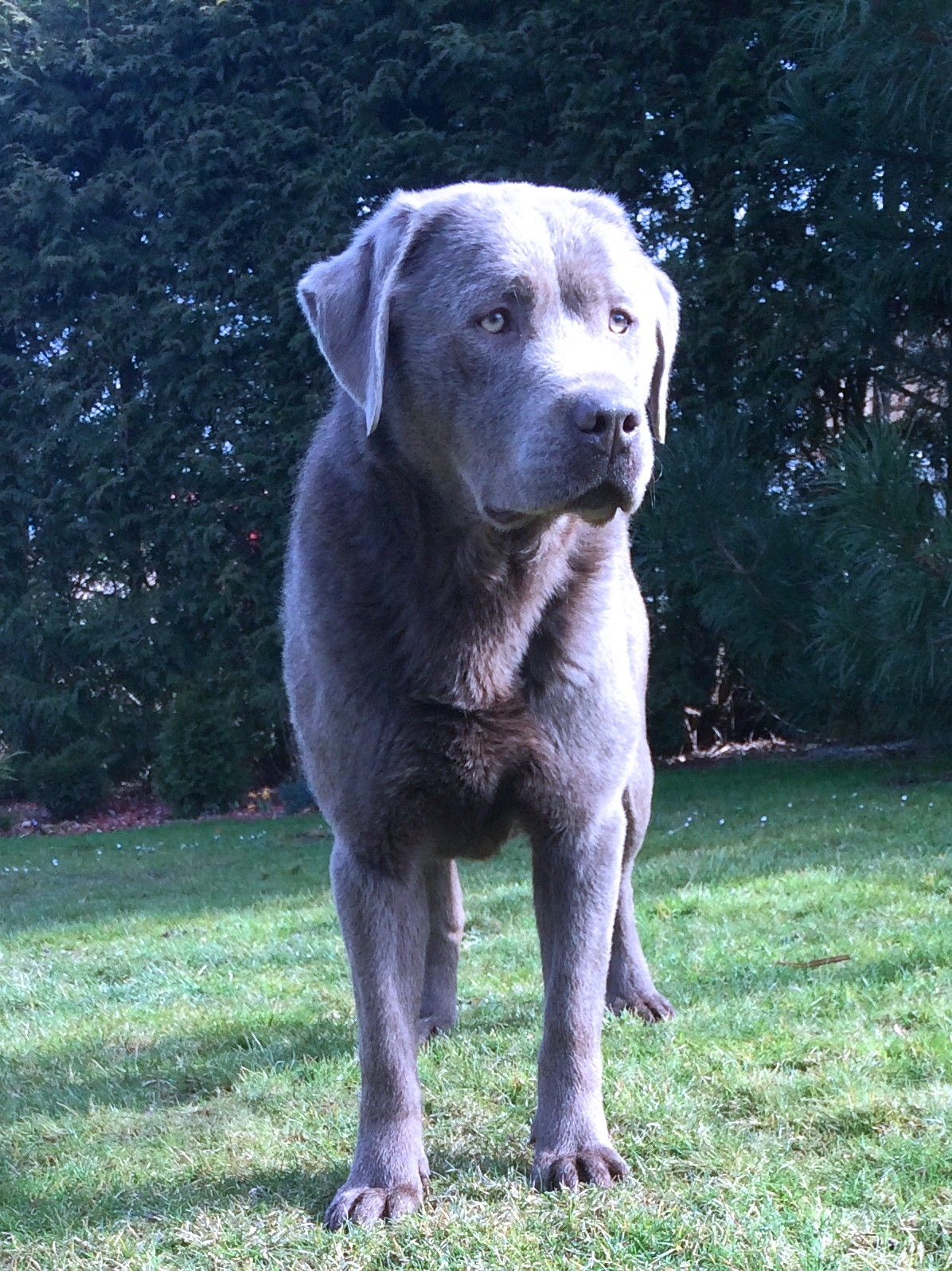 labrador silber Zucht Unstruttal charcoal Unser toller Rüde