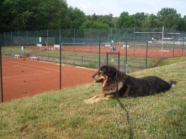 Lotte, Hund, Rösrath, Tennisclub, TCR