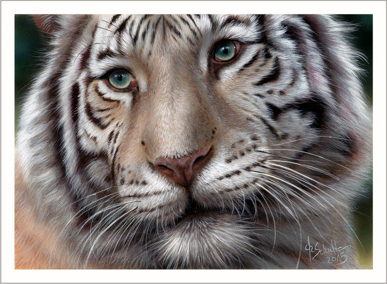 Watercolour painting White Tiger