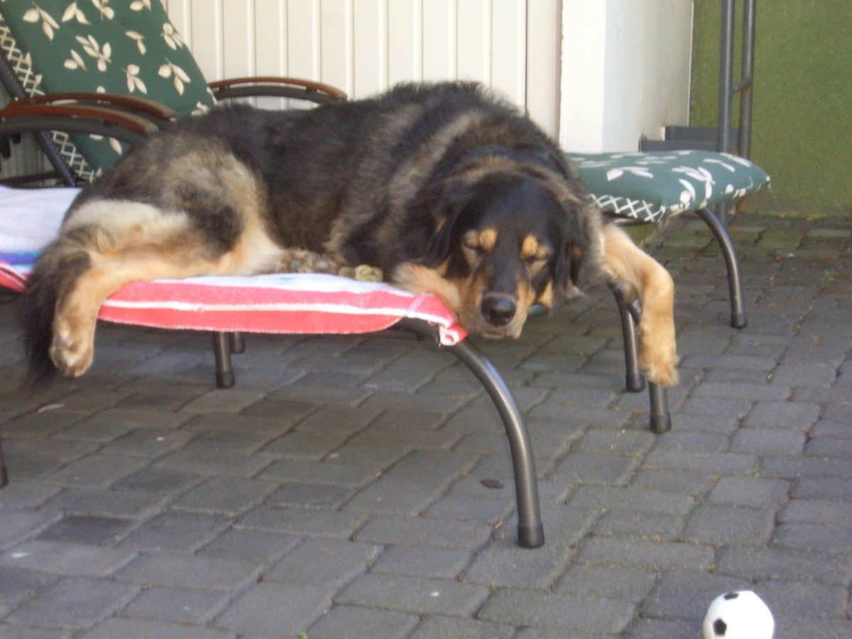 Lotte, Hund, Rösrath, satt und müde