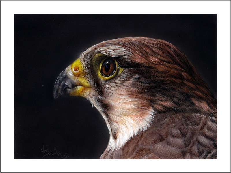 Wildlife painting Lanner Falcon