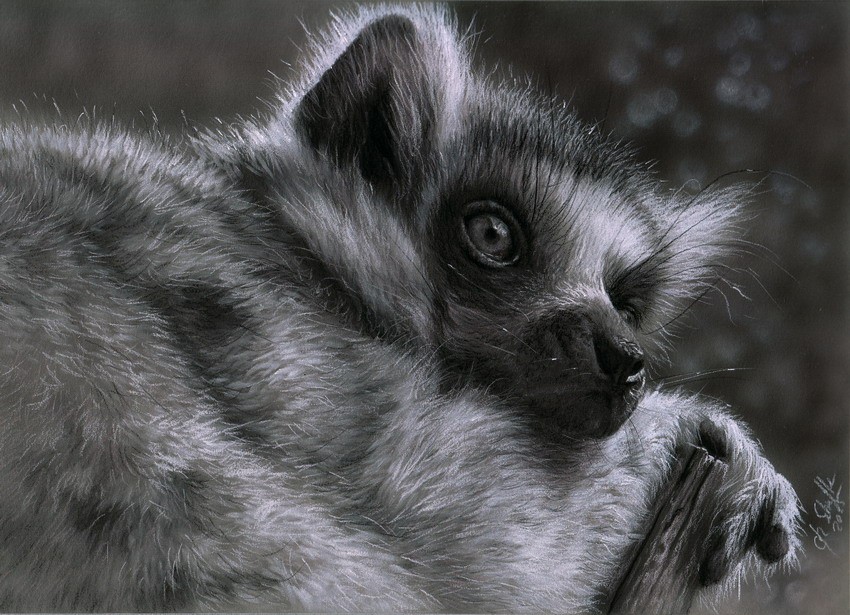 Charcoal drawing lemur
