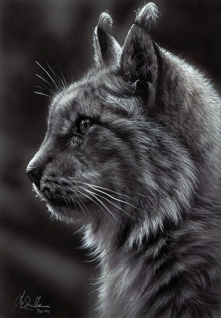 Lynx charcoal drawing