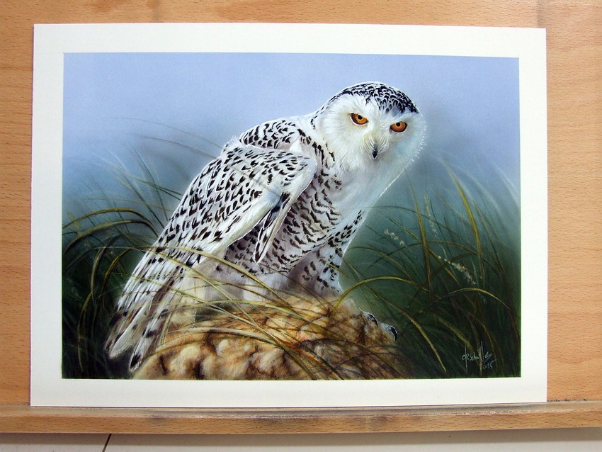 snowy owl wildlife painting