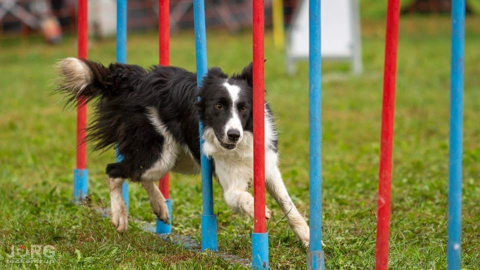 EQUICANIS Pferd &amp; Hund tierisch fit in Haßloch Erziehungskurs