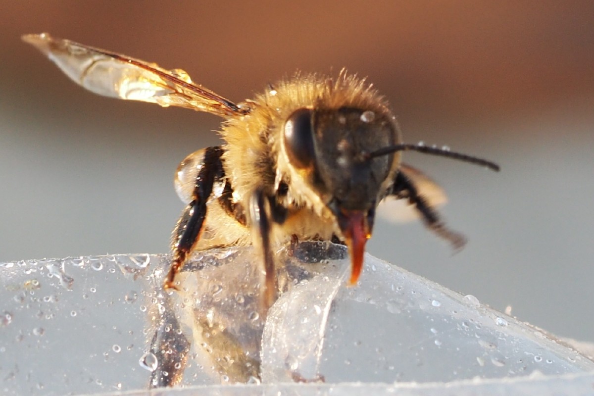 Bienendame schlürft die Reste