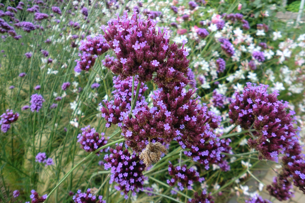 Offene Garten Rodgau Die Garten