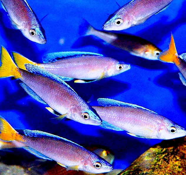 group of leptosoma "mpulungu" blue flash
