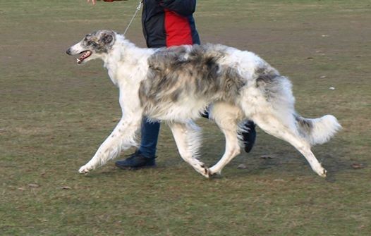 Pretty borzoi puppies from German breed