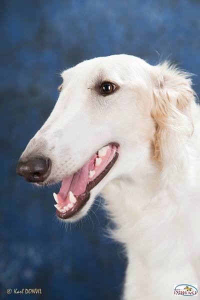 Successful borzoi bitch from Germany
