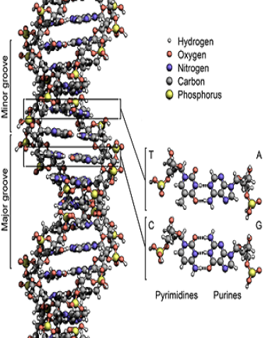 Wiki-Bild von DNA-Mosaik-Muster