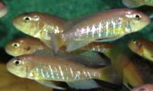 group of jung triglachromis