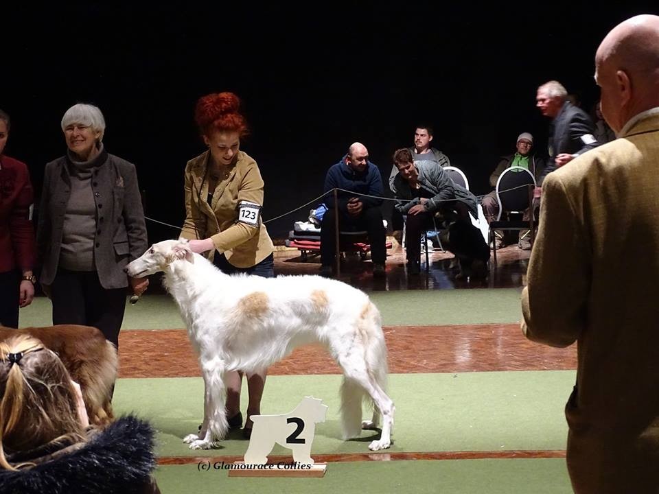 Borzois on show in europe, Borzois, sighthounds