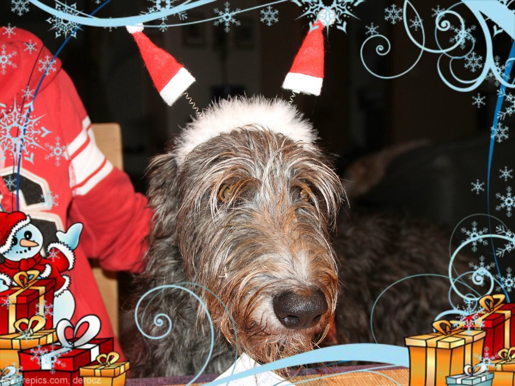 Weihnachts-Deerhound, Weihnachts-Grußkarten