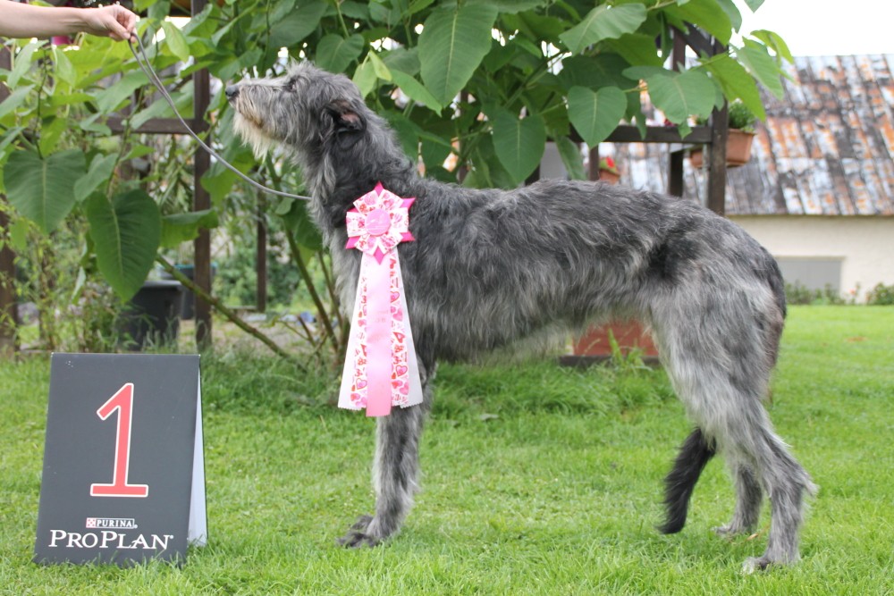 Enchanting Deerhound puppies from Germany/Europe
