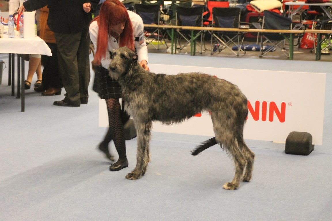 Deerhound, Deerhound breeder in Germany