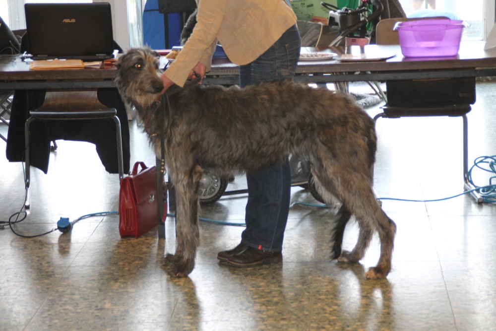 Deerhounds aus Bauler/RLP