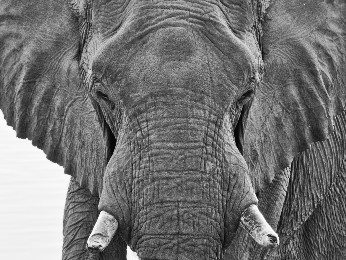Elefant in Schwarz-Weiß "Close"
