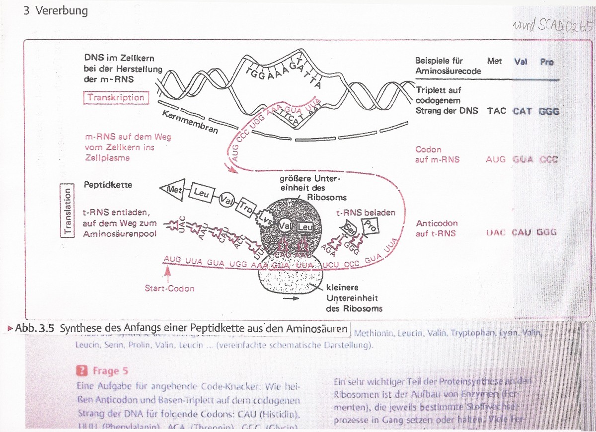 Nutzung der RNA zur ErbWeitergabe der DNA