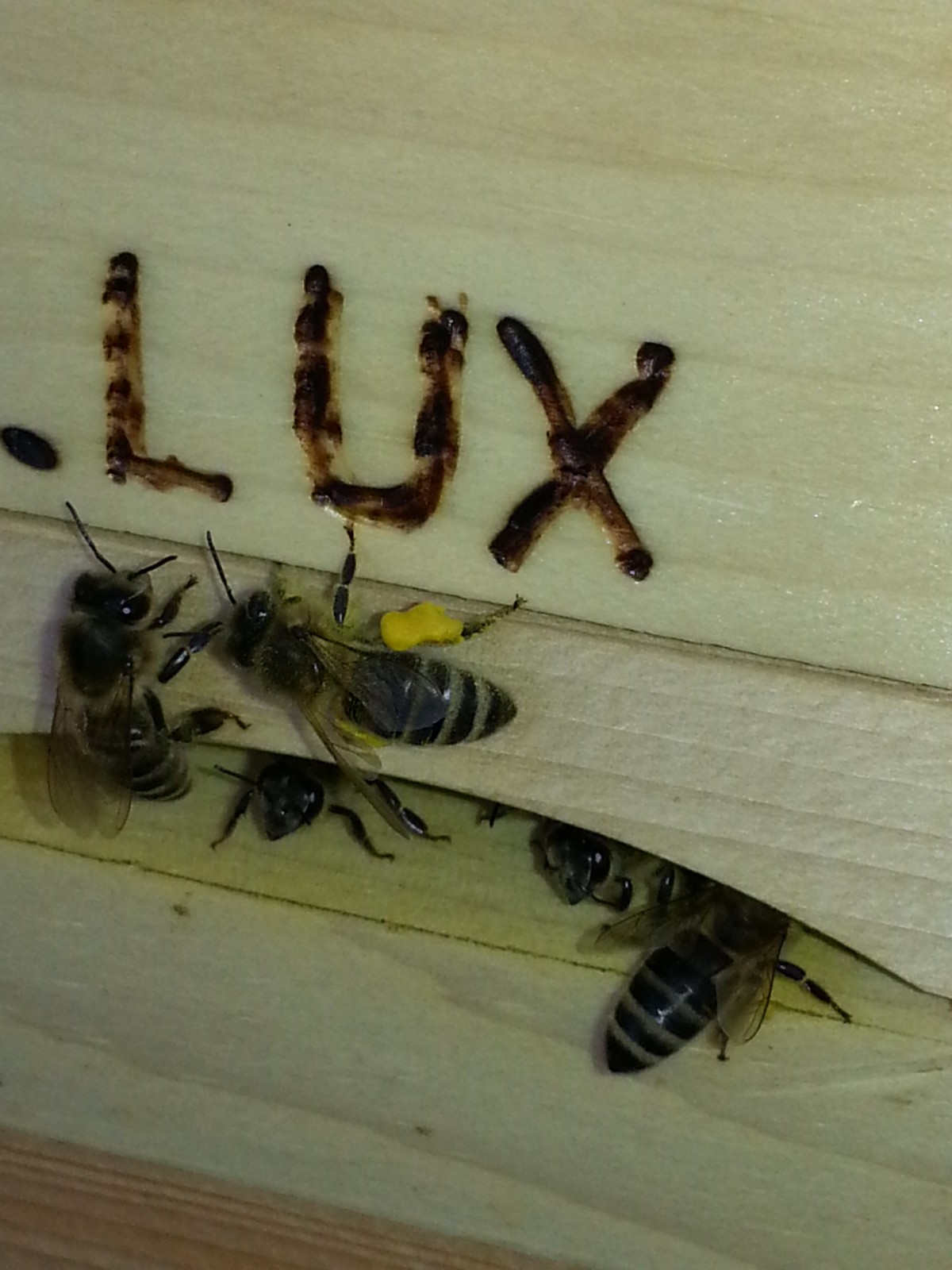 Bienen mit Pollen auf unserer Holzzarge