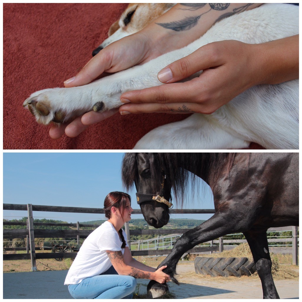 Physiotherapie für Hunde und Pferde