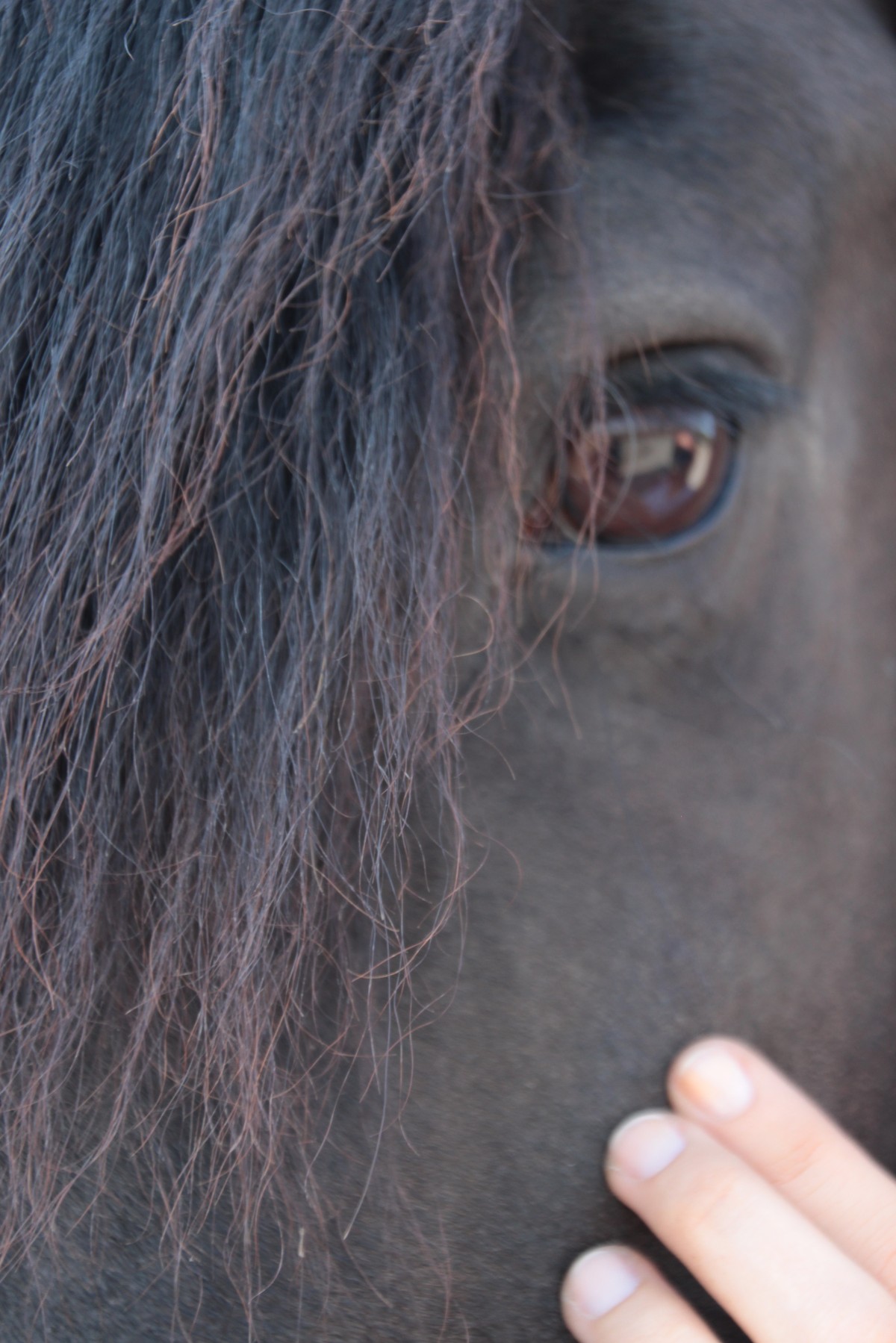 Cranio-Sakrale Therapie für Pferde