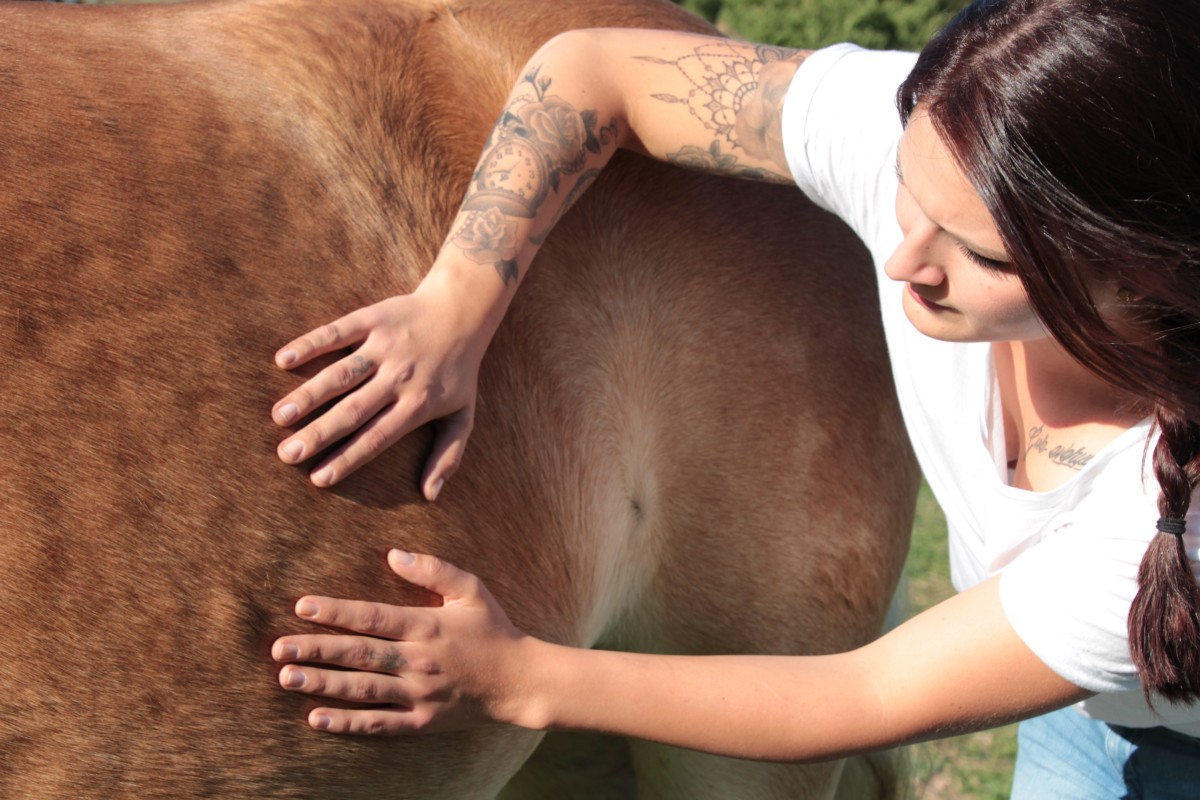 Visterale Therapie bei Pferden