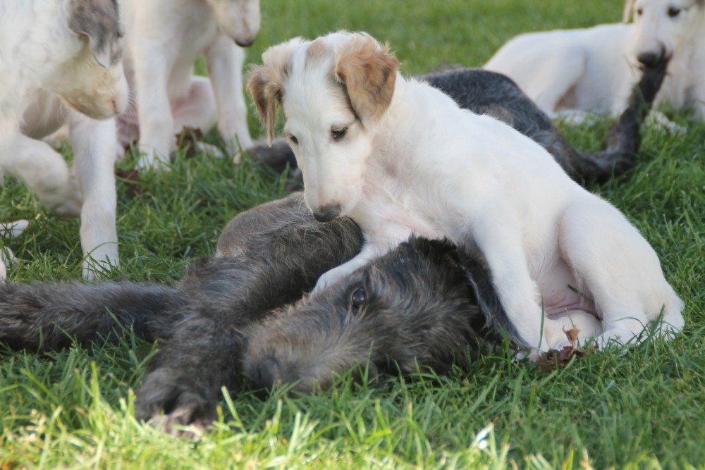 Barsoi-Deerhound Züchter und Welpen